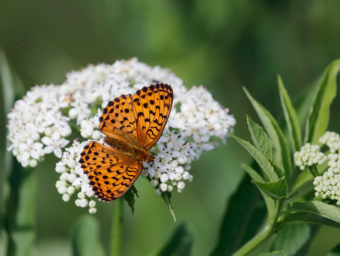 A pair of Plain Tiger Butterfly, shot on an early morning.