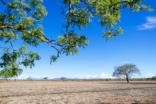 dry tree with branch and leaves on the foreground with bright blue sky.Taman Nasional Baluran or Baluran National Park, Situbondo, East Java, Indonesia