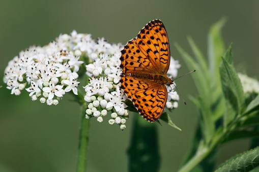 Brenthis daphne, the marbled fritillary, is a butterfly of the family Nymphalidae.\nDescription:\nBrenthis daphne has a wingspan of 30–44 millimeters. Wings are rather rounded, the basic color of the upper side of the forewings is bright orange, with an incomplete black marginal band. The underside of the hindwings have a yellowish postdiscal band and the marginal area is completely suffused with purple, with a marble effect (hence the common name).  The quadrangular patch on the underside hindwing is partially shaded orange pink to outer side. The chrysalis has two dorsal rows of thorns with bright spots and a bright metallic shine.\nThis species is very similar to the lesser marbled fritillary (Brenthis ino), but the latter is slightly smaller and the coloration of said patch is completely yellow.\nBiology:\nThe butterfly flies from late May to early August depending on the location. The eggs are laid separately in July on the leaves of the host plants. The larvae feed on brambles (Rubus fruticosus), raspberry (Rubus idaeus), Rubus caesius, Rubus sachalinensis, Sanguisorba officinalis and Filipendula species, while adults usually feed on nectar from brambles, thistles and other flowers. This species is univoltine. It overwinters at the caterpillar stage in the egg shell. \nDistribution and habitat:\nThis widespread species is present in the Palearctic ecozone from the southern parts of the continental Europe (northern Spain, southern France, Germany, Italy and eastwards to Slovakia and Greece), up to Caucasus, western Siberia. It prefers warm and sunny forest edges, woodland and bushy areas where the host plants grow, at an elevation of 75–1,750 meters above sea level (source Wikipedia).\n\nThis Picture is made during a Vacation in Bulgaria in May 2018.