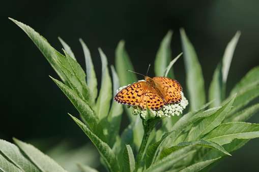 butterfly on the flower in spring