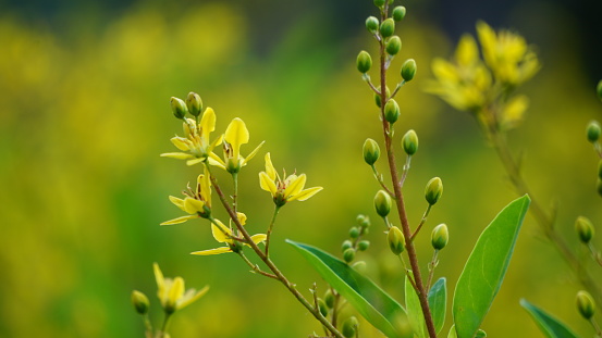 Galphimia glauca (Also called hujan mas, noche buena, Gold shower thryallis, Noche buena, Rain of gold) flower.The plant’s dried leaves and flowers are macerated in alcohol and shaken