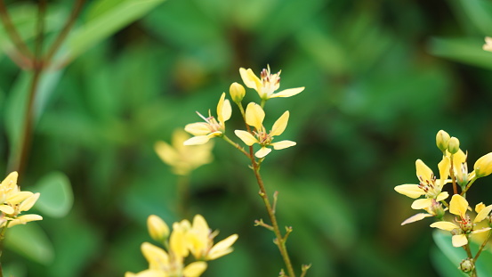 Galphimia glauca (Also called hujan mas, noche buena, Gold shower thryallis, Noche buena, Rain of gold) flower.The plant’s dried leaves and flowers are macerated in alcohol and shaken