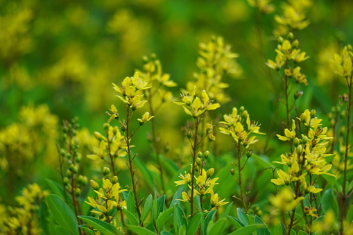 Galphimia glauca (Also called hujan mas, noche buena, Gold shower thryallis, Noche buena, Rain of gold) flower.The plant’s dried leaves and flowers are macerated in alcohol and shaken