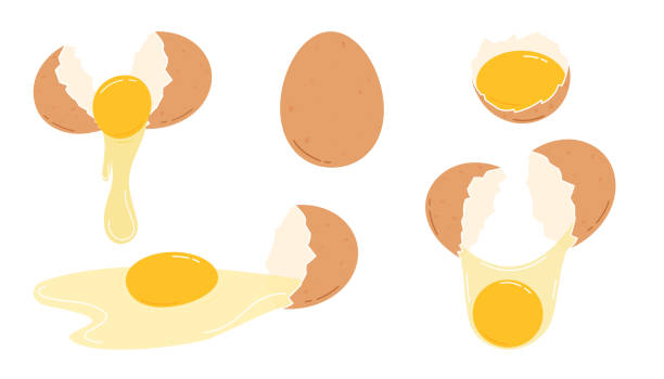 stockillustraties, clipart, cartoons en iconen met cracked chicken eggs set. flat vector illustration isolated on white background - ei