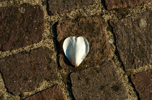 heart-shaped petal on a porphyry pavement