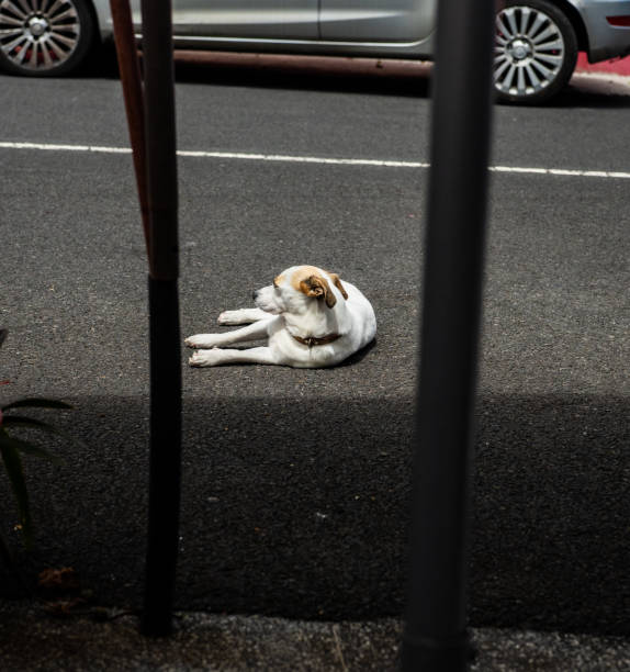 Puppy sunning itself on the hot asphalt of a sidewalk