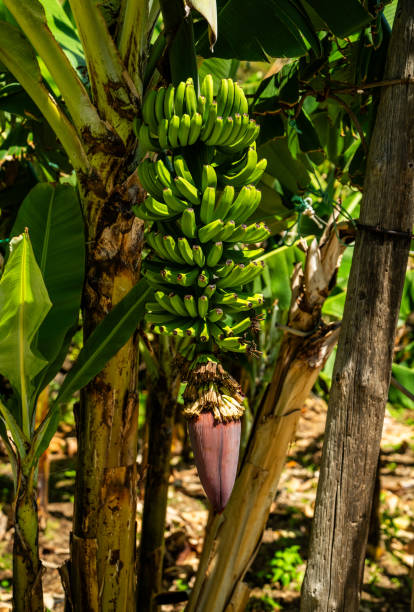 Tropical orchard of banana tree plants. Madeira, Portugal