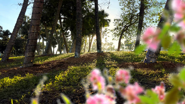 Sun shining through trees and flowers in public park of Sarasota, Florida