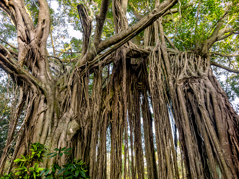 Banyan tree in Florida
