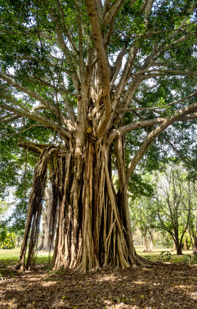 istock Big old gorgeous banyan tree and roots 1927577298