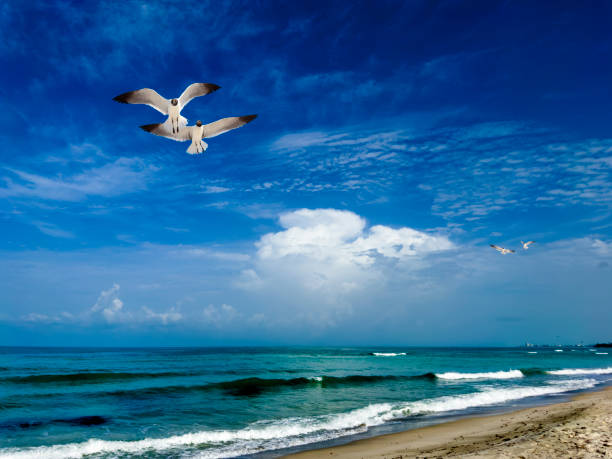 Seagulls flying through a wavy ocean in Sarasota, Florida