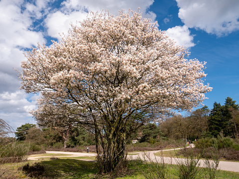 Juneberry tree, Amelanchier lamarkii, in bloom at intersection of footpath and bike path in Zuiderheide nature reserve in Het Gooi, North Holland, Netherlands