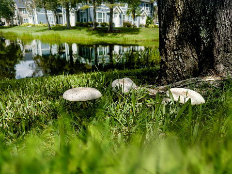 wild mushrooms growing out  from green grass in a sunny day