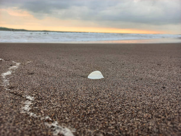 Close-up view of white clam shells on beach sand. Close-up view of white clam shells on beach sand with sunset background