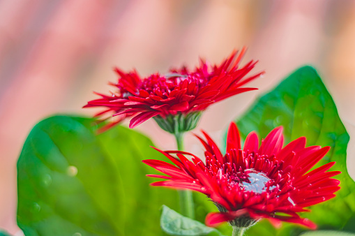 Red Gerbera or Gerbera jamesonii, red flower that represents the act of being deeply in love, natural light.