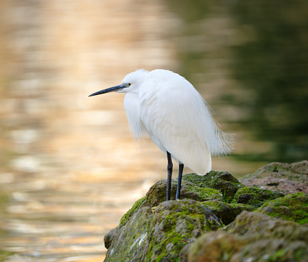 Little Egret perching by a small lake in the Villa Borghese Gardens