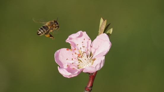 Macro Fotography of a cherry Blossom with a flying bee.
