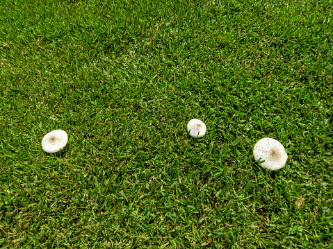 Close-up picture of a Amanita poisonous mushroom in nature.