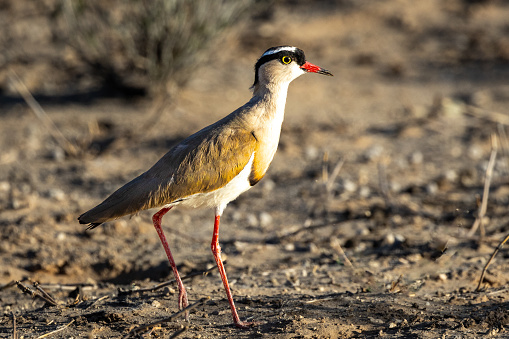 Crowned lapwing (Kroonkiewiet) near thirteenth borehole in the Kgalagadi Transfrontier Park, Kalahari