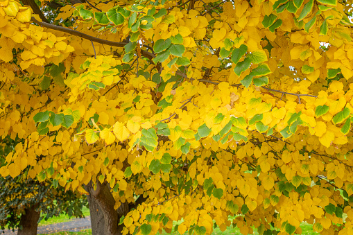 Autumn yellow leaves on the trees