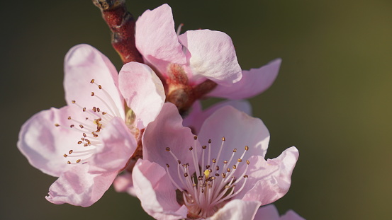 Majestic cherry blossoms. Spring blooms. Spring storytelling. Greeting cards, postcards.