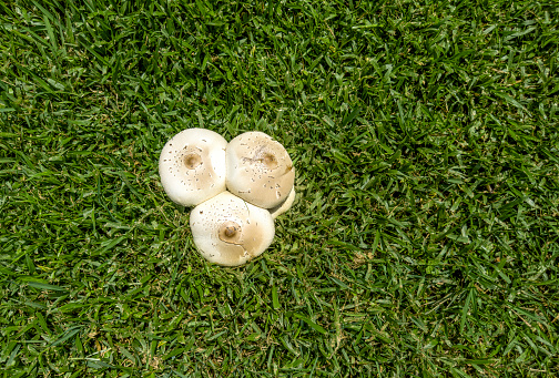 white head mushroom growing in grass