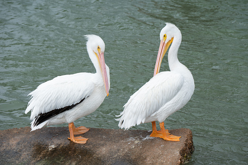 Pelican grooming itself on the beach