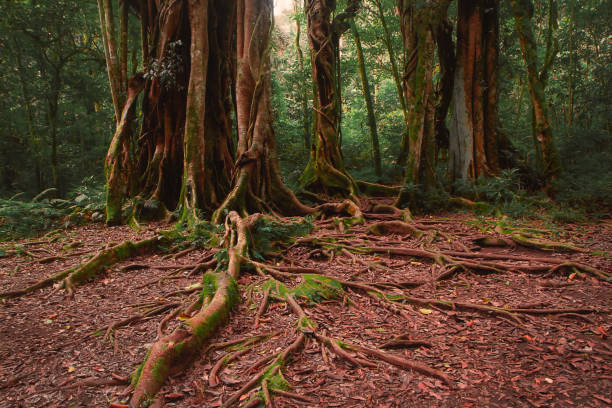 istock big giant tree at Bali botanical garden. spooky old giant tree background 1927612314