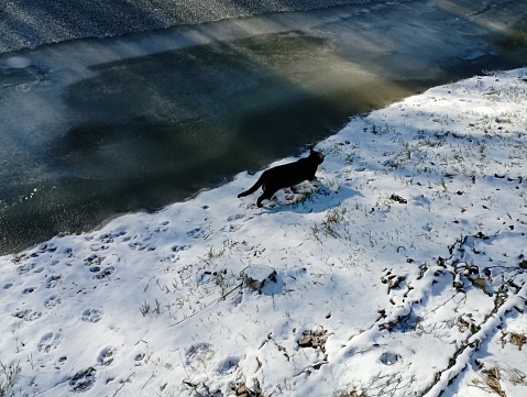 A gray tabby cat walks on the shore of a frozen pond. A winter ice-covered pond on the shore of which lies a thin layer of snow.