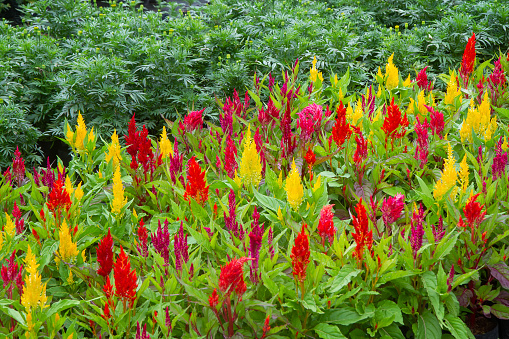 Colorful celosia flower in the garden.Beautiful Floral Background