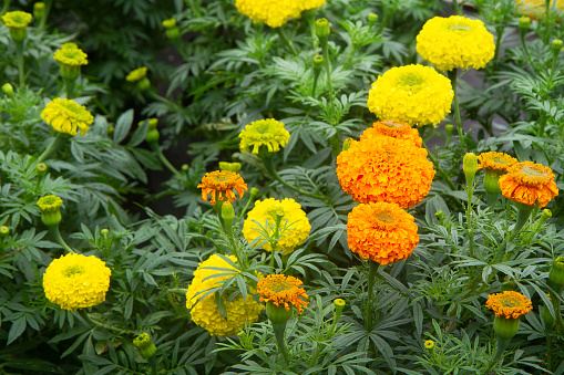 beautiful marigold flower blooming in the garden