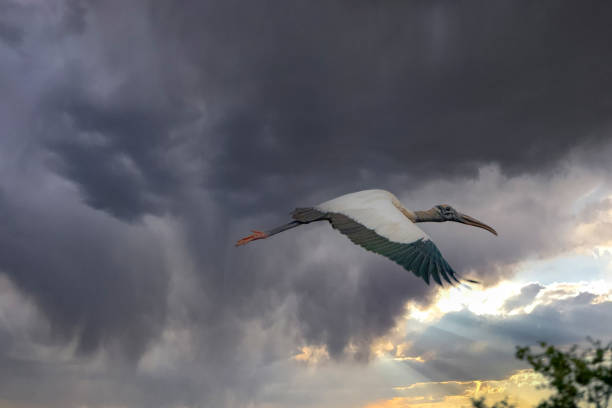 A native stork in North America, a very large, heavy-billed bird that wades in the shallows of southern swamps.