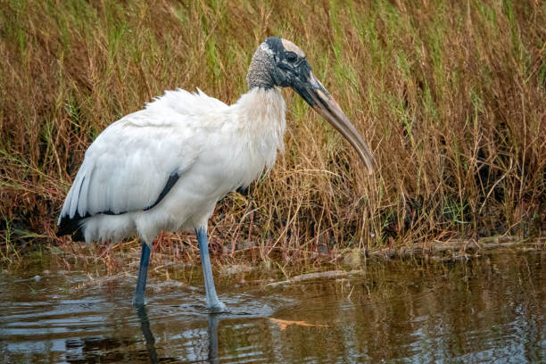 istock Wood stork in central Florida. 1927639664
