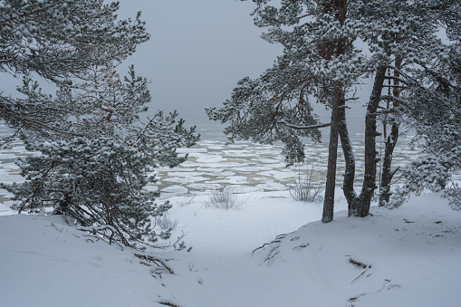 Winter nature landscape of Estonia. Snow-covered seashore of the frozen Baltic Sea. High quality photo