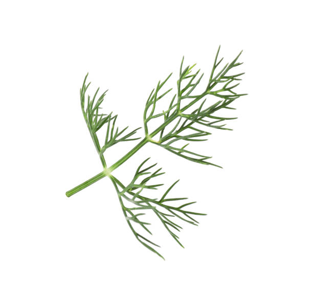 Close-up of chopped fresh dill on a wooden spoon on a brown kitchen board background. Preparing for freezing. Concept of aromatic herbs for cooking.