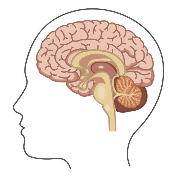 Human Brain Side View. Vector Illustration of the Brain from the Inside. Human Anatomy cortex stock illustrations