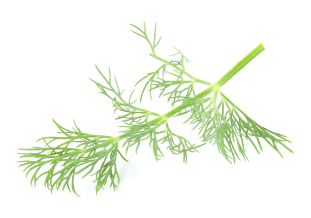 istock One sprig of fresh dill isolated on white 1927643895
