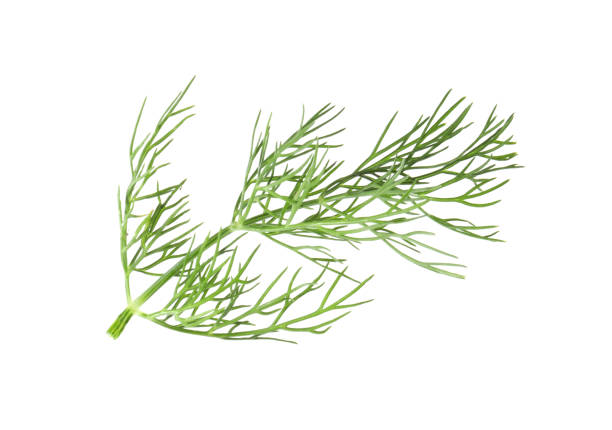 istock One sprig of fresh dill isolated on white 1927643896