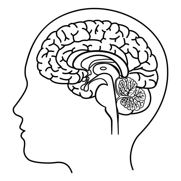 Human Brain Side View for Coloring. Vector Illustration of the Brain from the Inside. Human Anatomy cortex stock illustrations