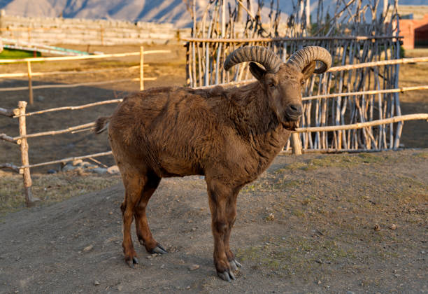 Russia. North-Eastern Caucasus. A young mountain tour with big curved horns on the background of the snow-capped mountains of Dagestan.