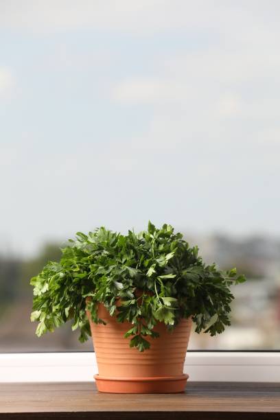 istock Aromatic parsley growing in pot on window sill. Space for text 1927649756