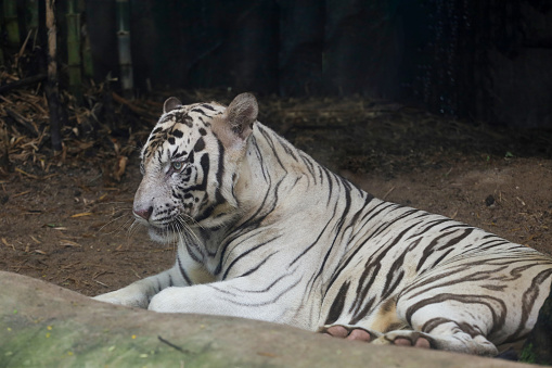Bengal tiger looking at camera