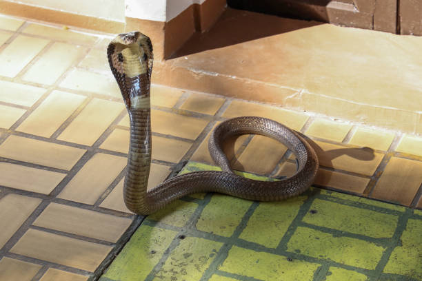 istock The Beautiful black Cobra snake on cement floor at thailand 1927649802