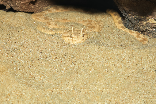 Close up Sahara horn viper in sand at the cave