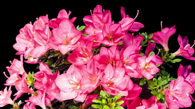 Rhododendron Open Red Flowers in Time Lapse on a Back Background. Tender Pink Blossoms Moving in Timelapse on a Green Leaves Bush. Azalea Bloom