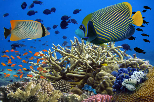 istock Coral reefs are the largest natural structures. 1927654551