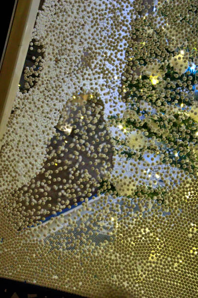 istock polystyrene balls in a Christmas decoration 1927658110