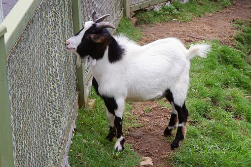 black and white pigmy goat