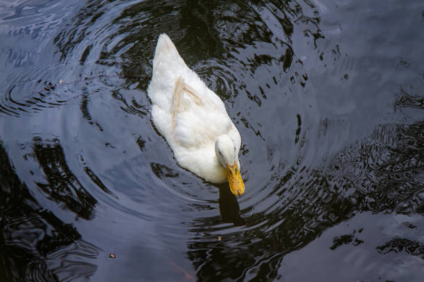 white duck swimming on the pond