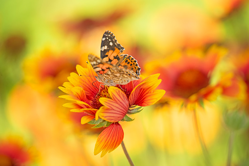 Close up nature shot of beautiful orange butterfly perched on top of an orange marigold. Shot with a Canon 5D Mark lll.